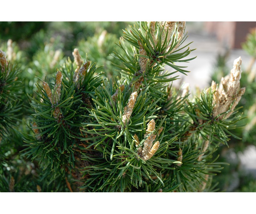 Broom Jack Pine